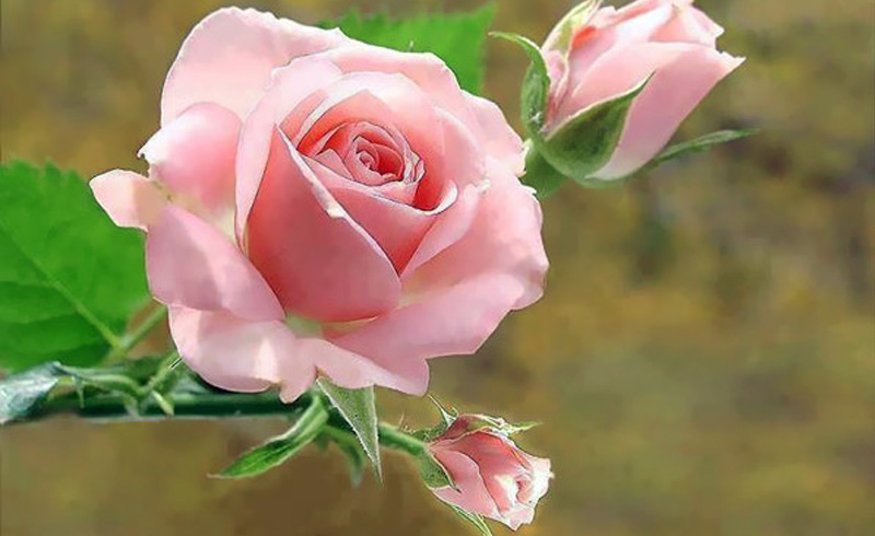 rose